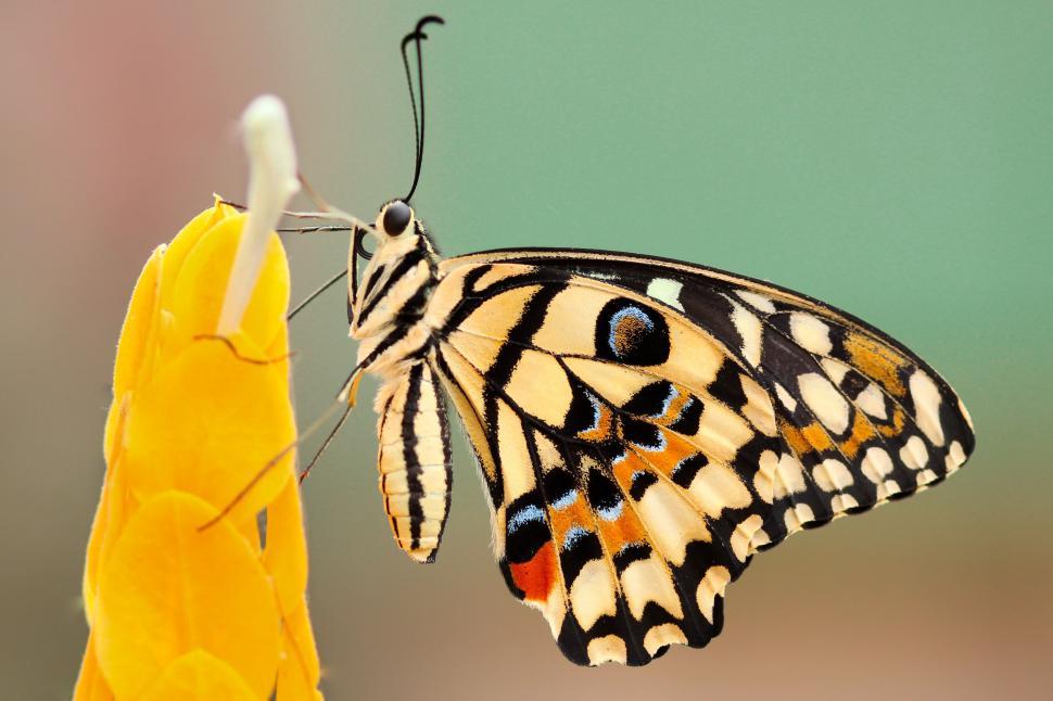 Free Image of Butterfly resting on a vibrant yellow flower 