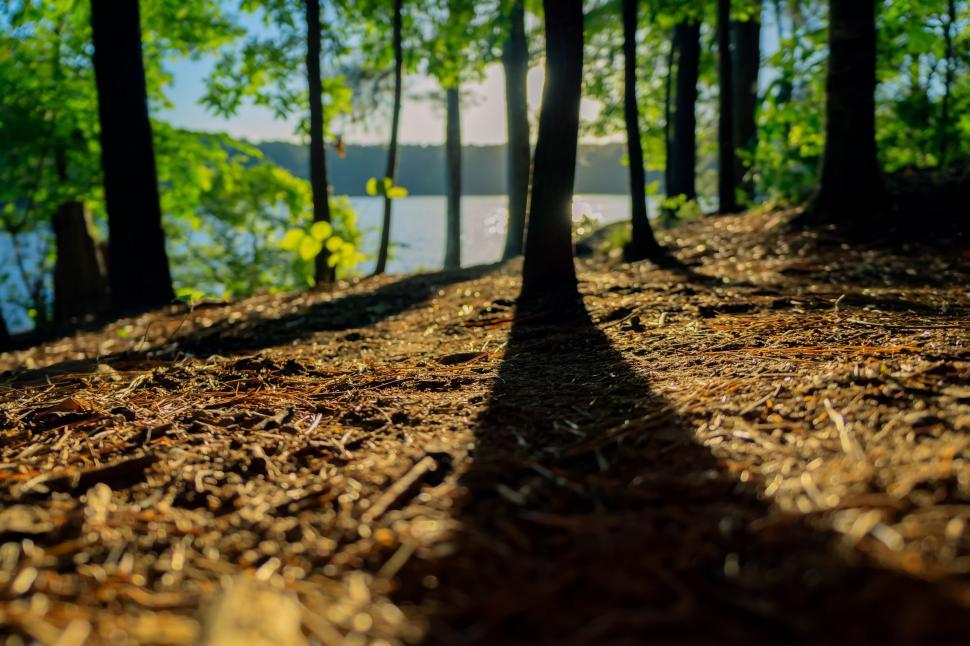 Free Image of Forest path leading to a sunlit lake 