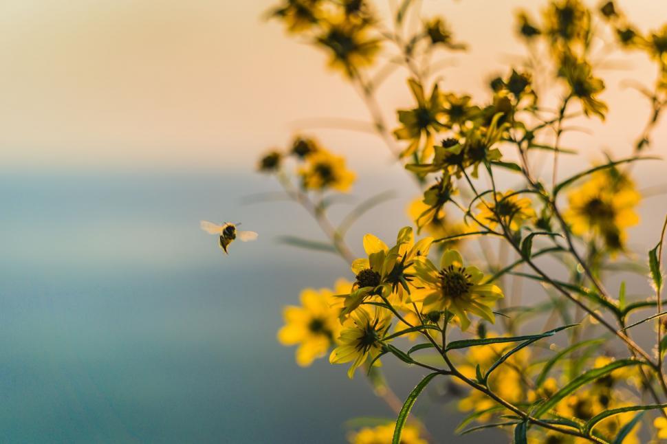 Free Image of Bee flying near yellow wildflowers 
