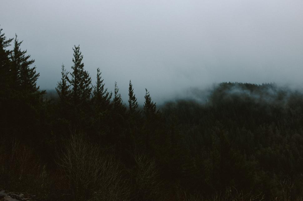Free Image of Mystic foggy forest scene in muted tones 