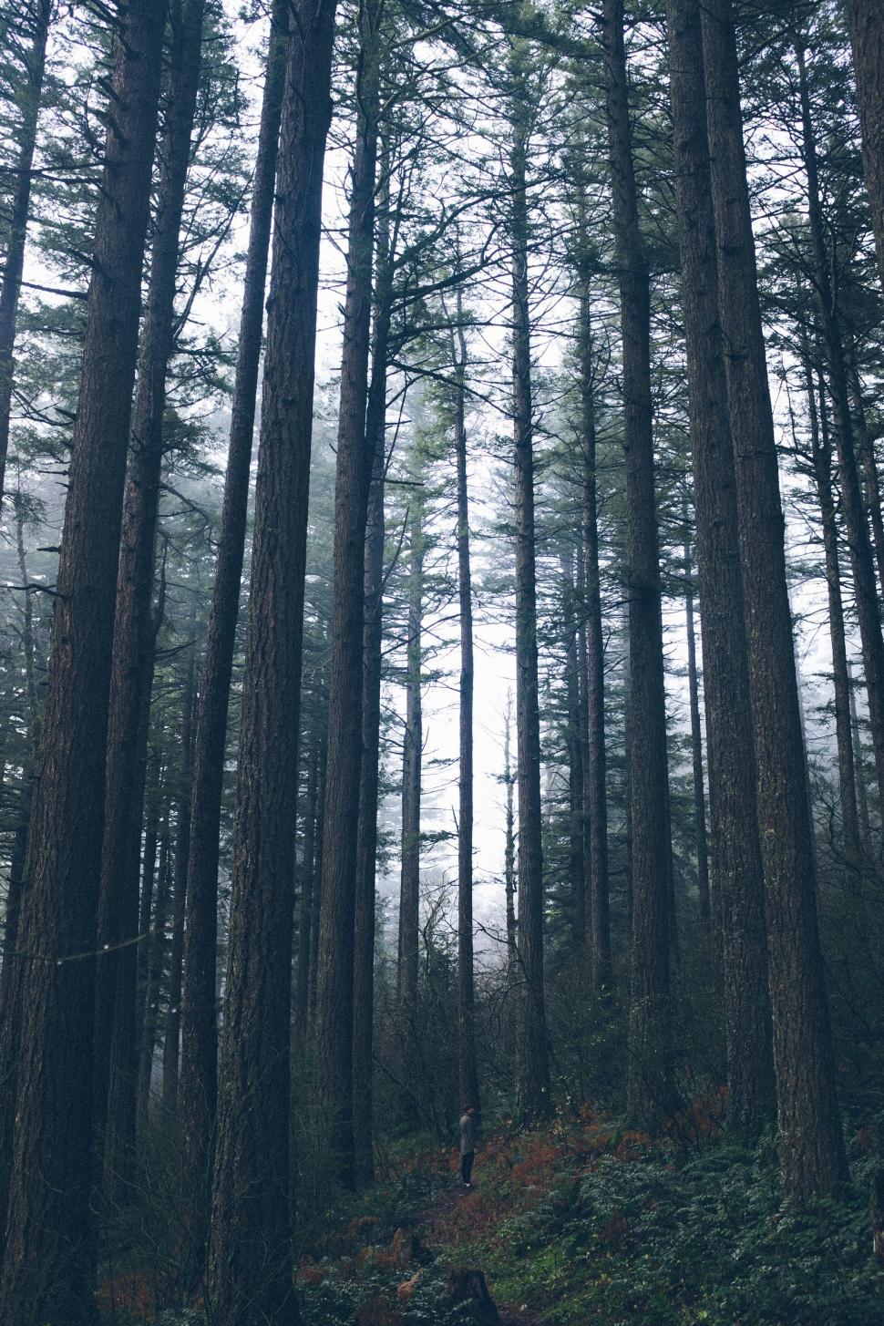 Free Image of Misty forest with tall dense trees 