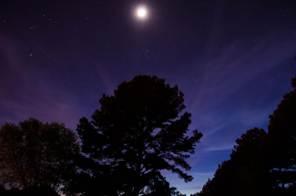 Free Image of Moonlit night sky through silhouetted trees 