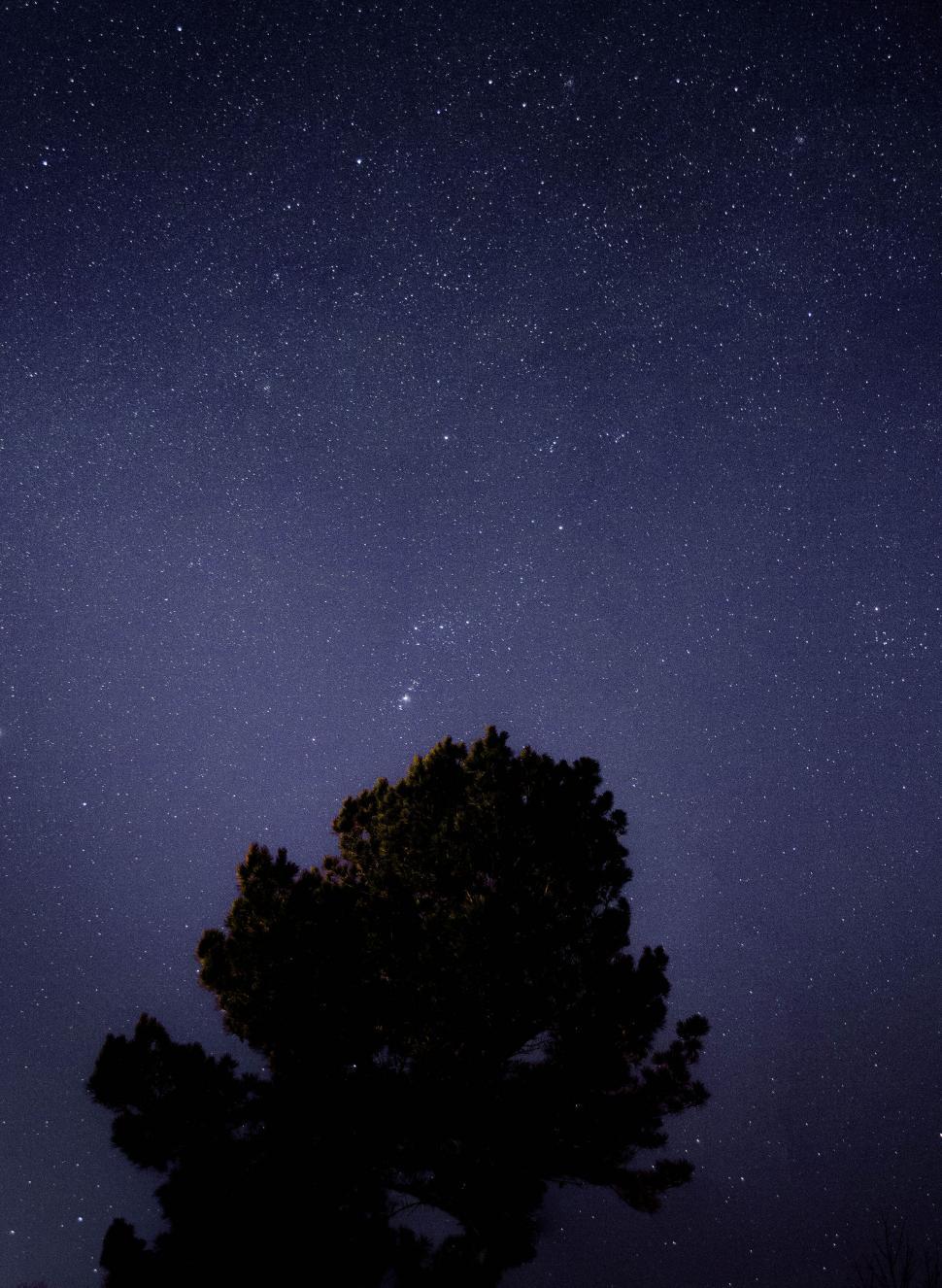 Free Image of Starry night sky above silhouette tree 