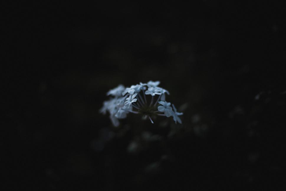 Free Image of Solitary flower in dark moody setting 