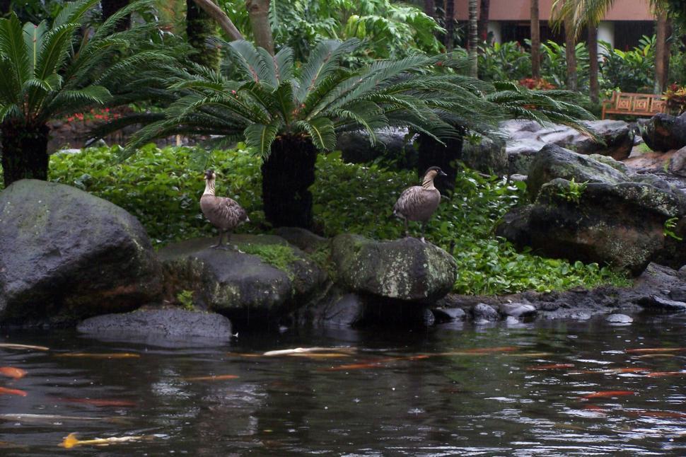 Free Image of Birds Watching Over the Carp Pond 