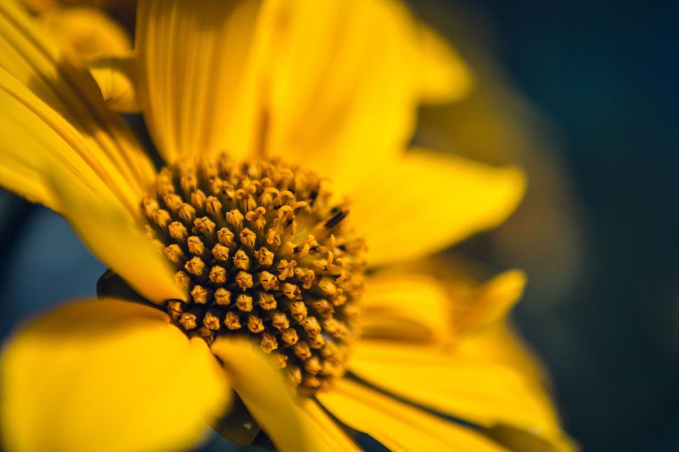 Free Image of Close-up of vibrant yellow garden flower 