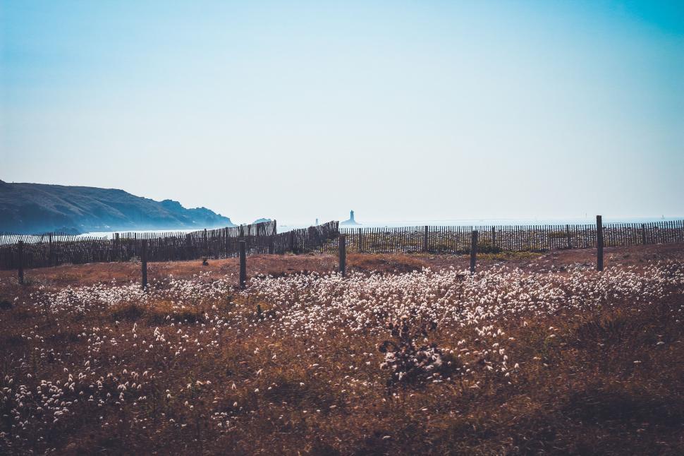 Free Image of Coastal landscape with fencing and wildflowers 