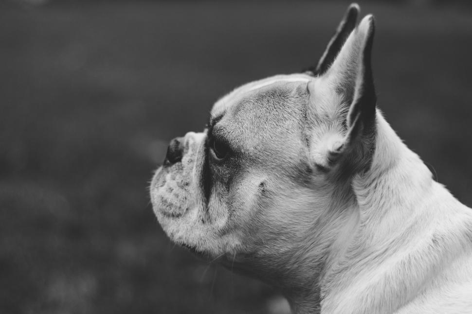 Free Image of Black and white portrait of French Bulldog 