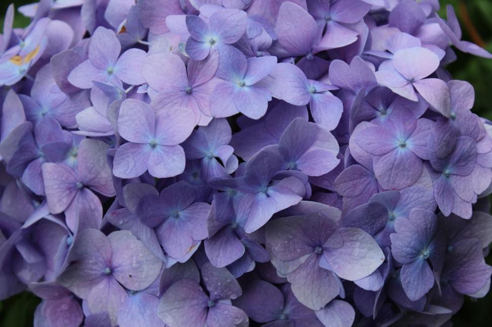 Free Image of Lush cluster of purple hydrangea flowers 