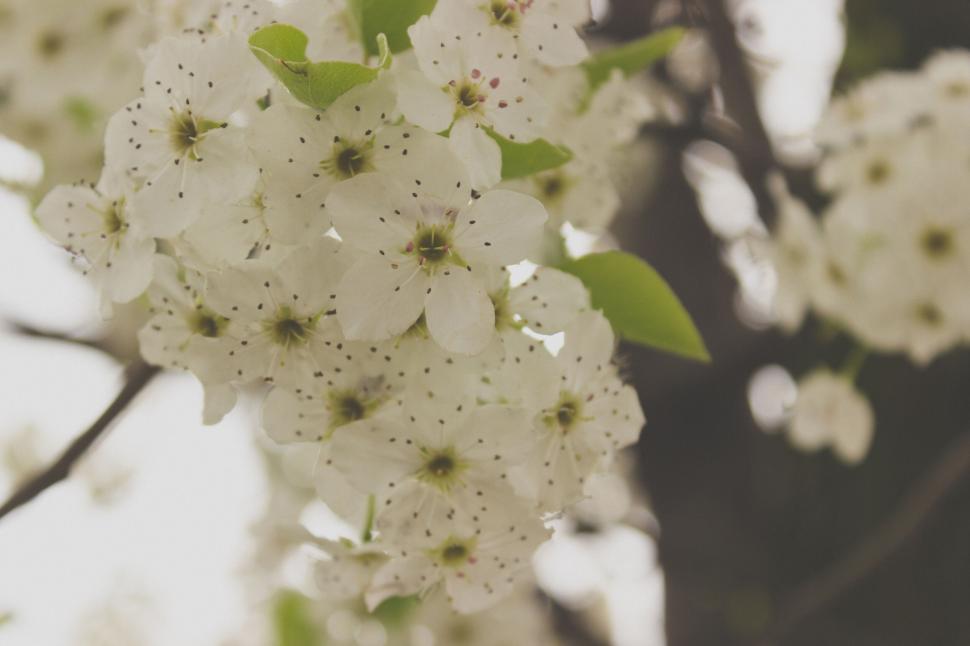 Free Image of Close-up of white spring blossoms on tree 