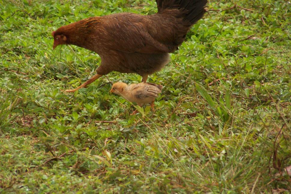 Free Image of Wild Chicken and Chick 