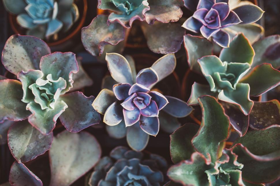 Free Image of Close-up of succulent plants with vibrant hues 