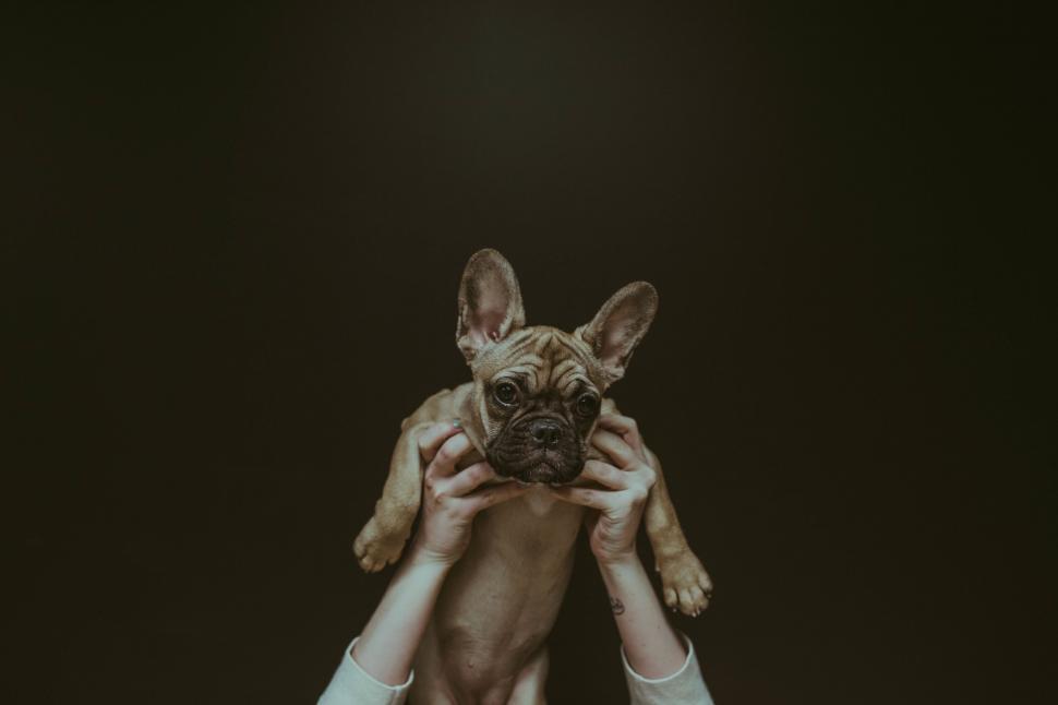 Free Image of French bulldog held in hands against dark 