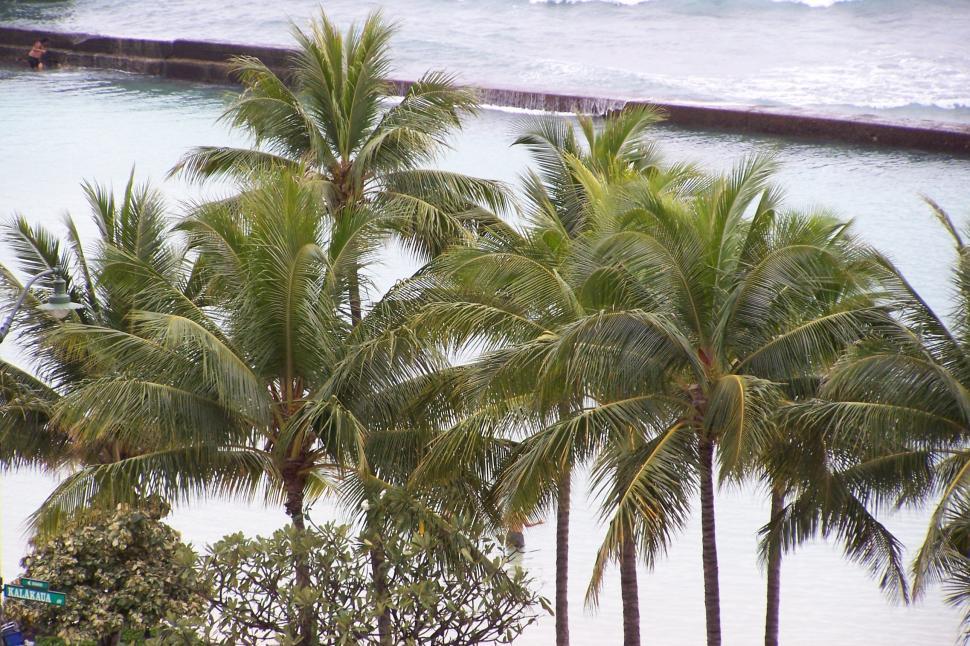 Free Image of Palm Trees by the Breakwater 