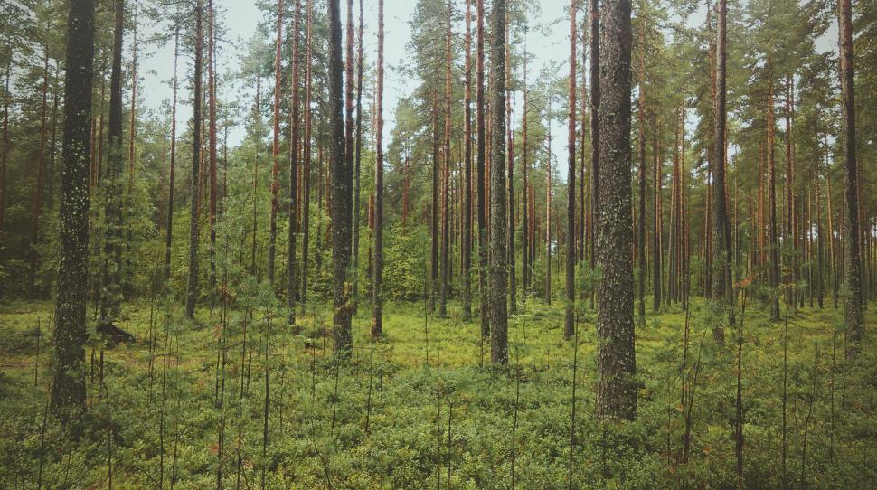 Free Image of Dense forest with tall pine trees 