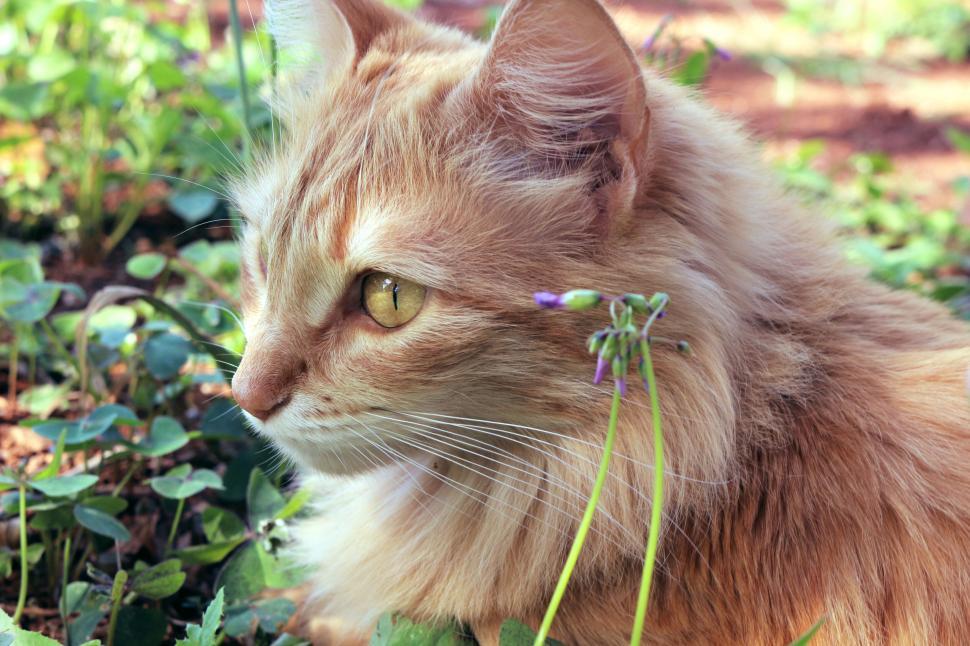 Free Image of Portrait of a ginger cat in outdoor setting 