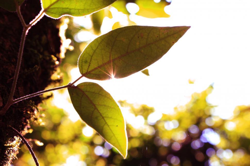 Free Image of Sunlight peeking through vibrant green leaves 