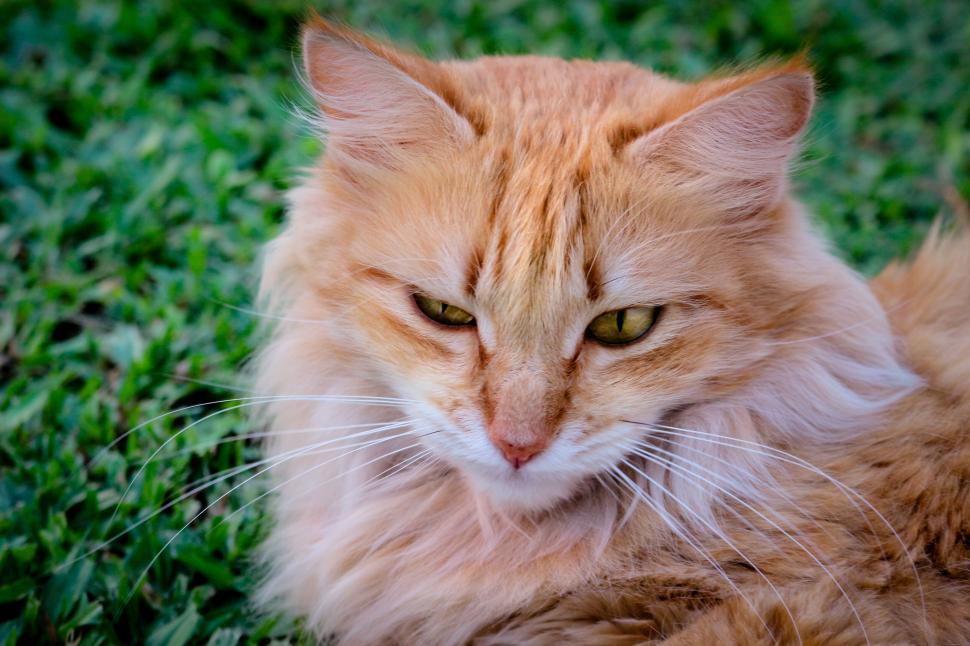Free Image of Ginger cat with piercing green eyes resting 