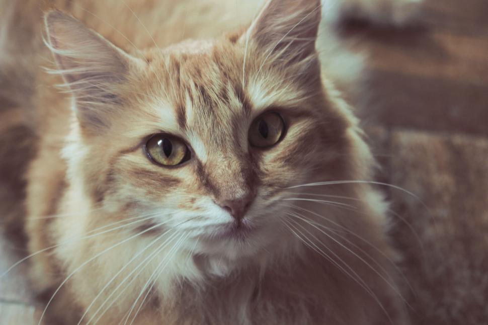 Free Image of Indoor ginger cat with captivating eyes 