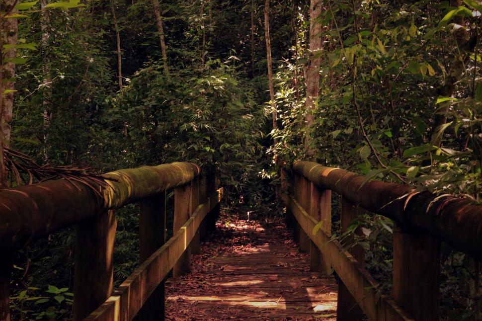 Free Image of Mysterious pathway through tropical forest 