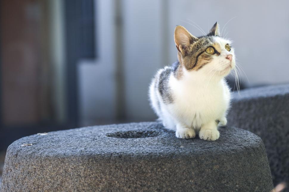 Free Image of Attentive domestic cat sitting on a stone 