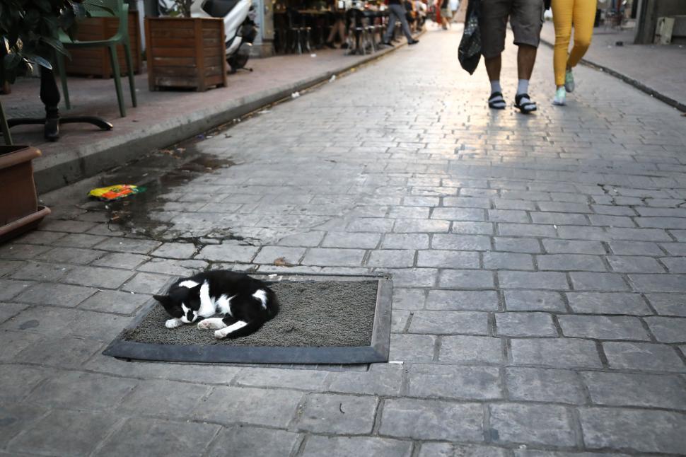 Free Image of Cat resting on cobblestone Istanbul street in the evening 