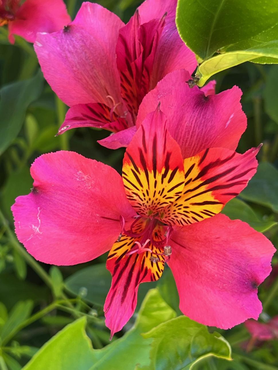 Free Image of Vibrant pink Alstroemeria flowers close-up 