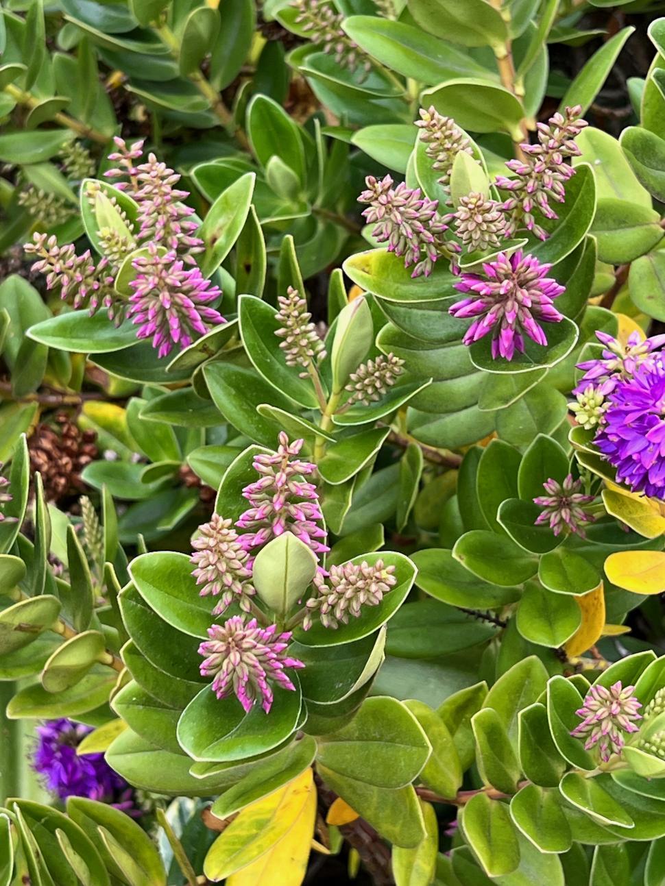 Free Image of Exotic flowers and succulents in bloom 