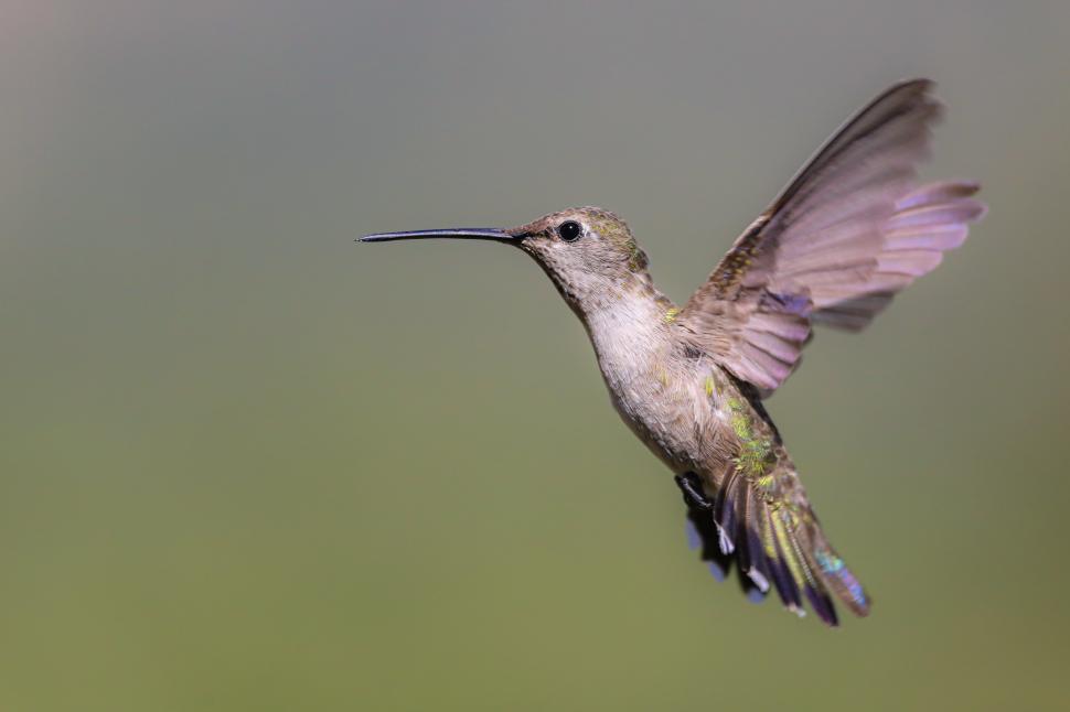 Free Image of Hovering hummingbird with spread wings 