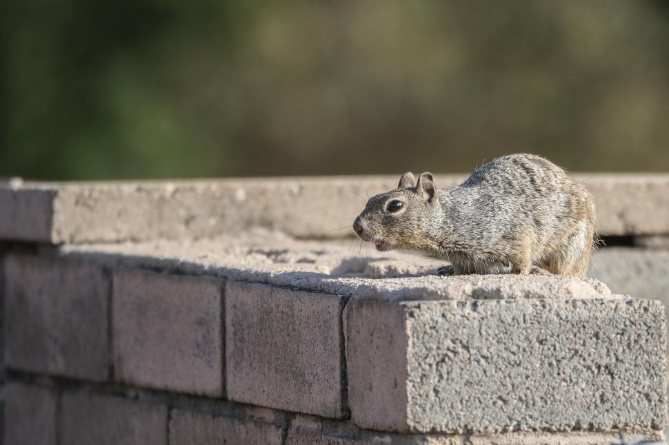 Free Image of Curious squirrel on a brick ledge 
