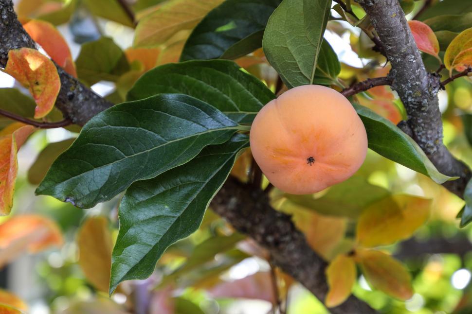 Free Image of Ripe persimmon hanging on the tree 