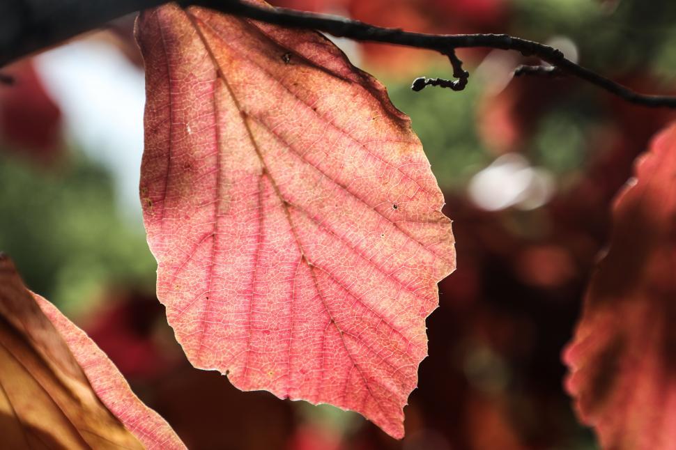 Free Image of Sunlit translucent autumn leaf 