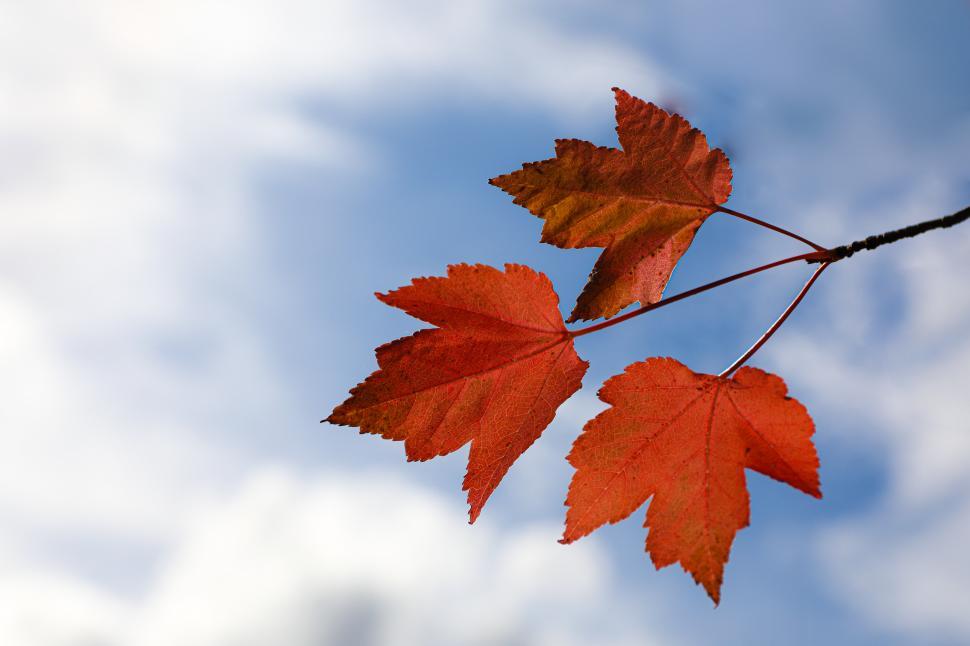 Free Image of Orange autumn leaves against blue sky 
