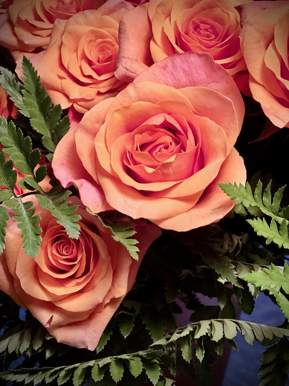 Free Image of Bouquet of peach-colored roses close-up 