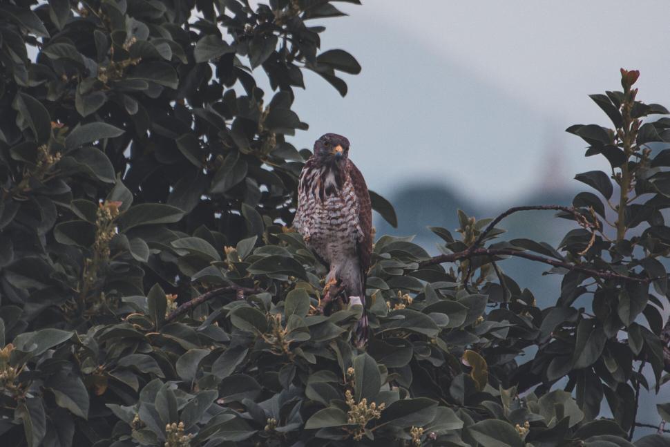 Free Image of Hawk perched in lush green foliage 