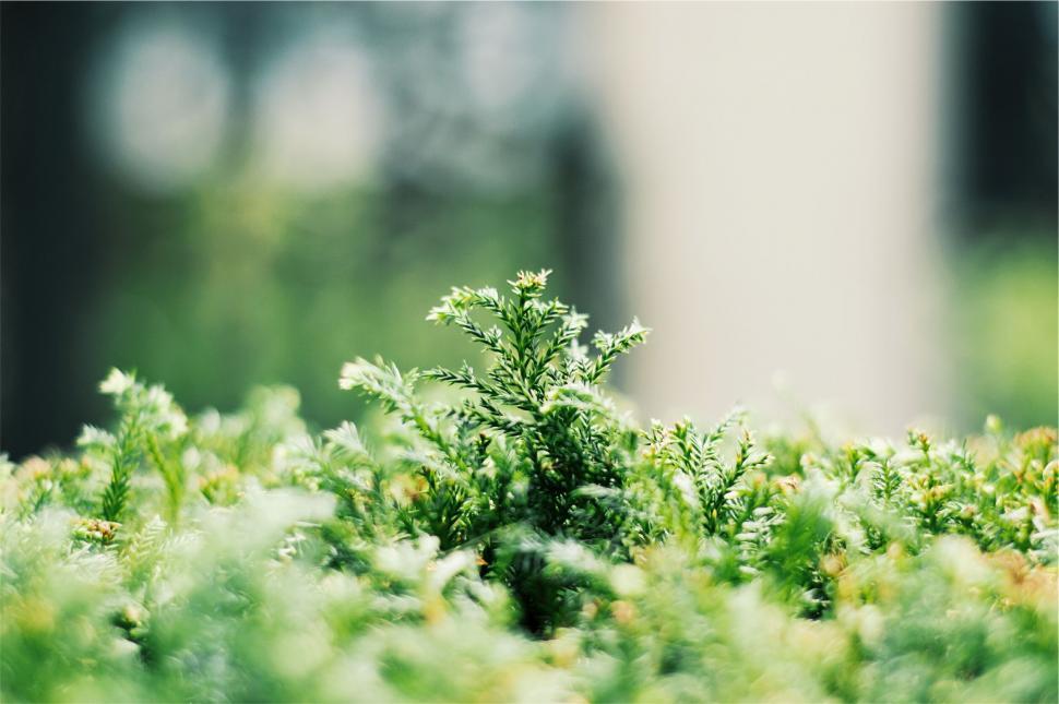 Free Image of Close-up of green foliage with soft focus 