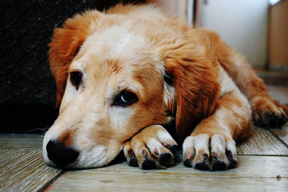 Free Image of Relaxed brown dog lying on wooden floor 