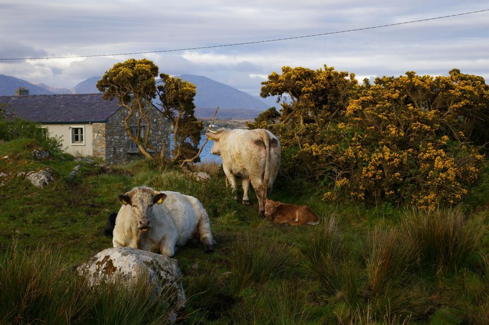 Free Image of Cows grazing near a stone house 