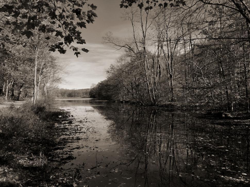 Free Image of Monochrome woodland water landscape 