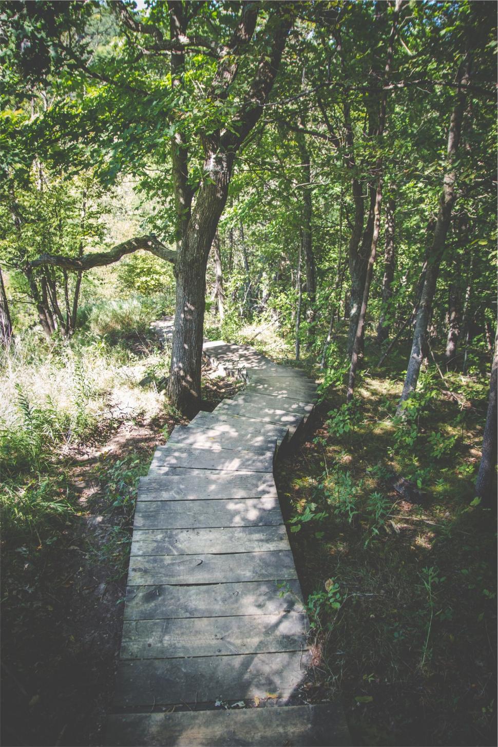 Free Image of Wooden walkway through serene forest 