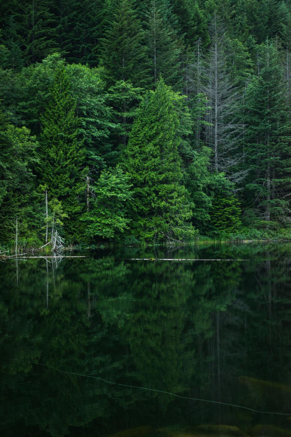 Free Image of Tranquil forest lake reflection 