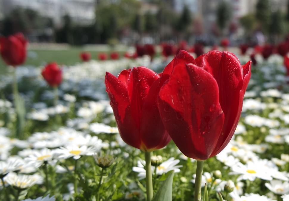 Free Image of Vibrant red tulips with water droplets 