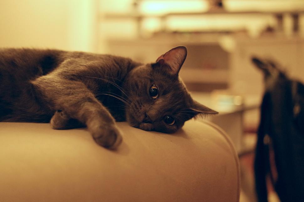 Free Image of Relaxed gray cat lying on the couch 
