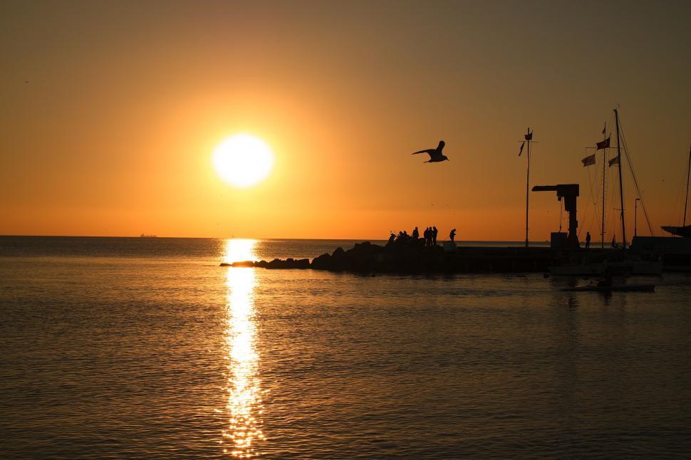 Free Image of Sunset over water with silhouettes and birds 