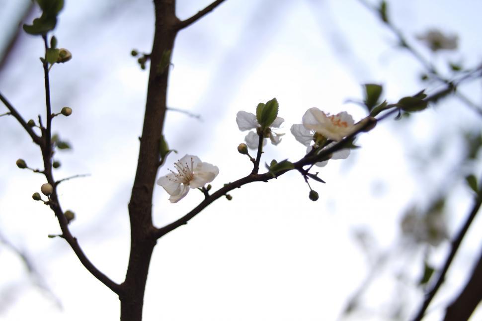 Free Image of Delicate cherry blossoms on a spring day 