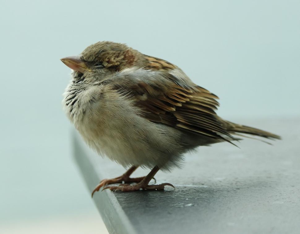 Free Image of Close-up of a fluffy sparrow on a ledge 