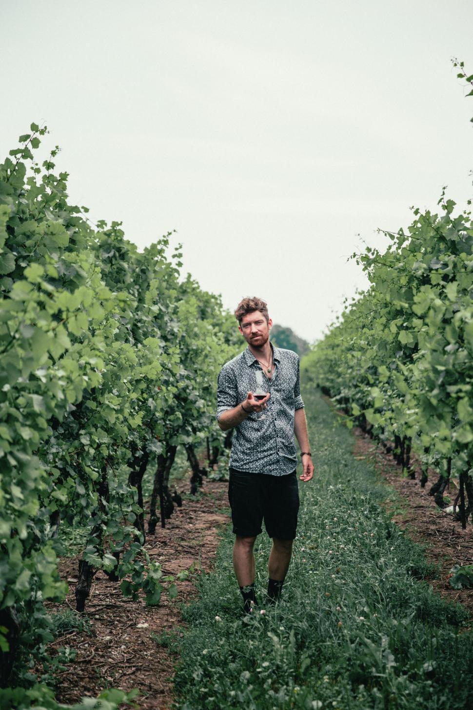 Free Image of Man walking through vineyard texting 