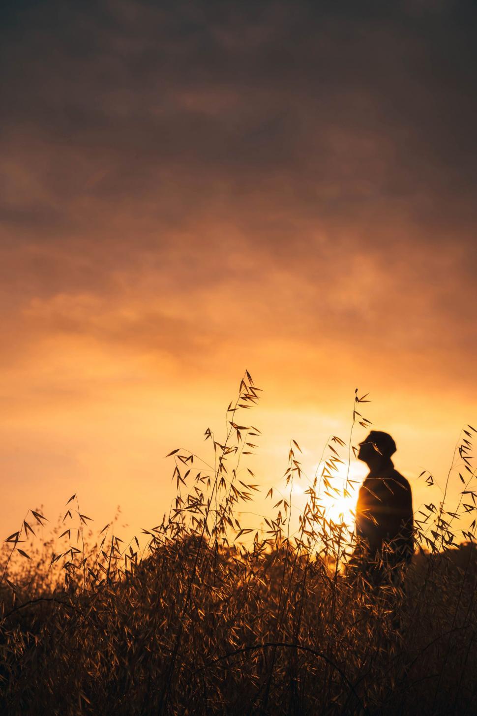 Free Image of Silhouette of a person at sunset in tall grass 
