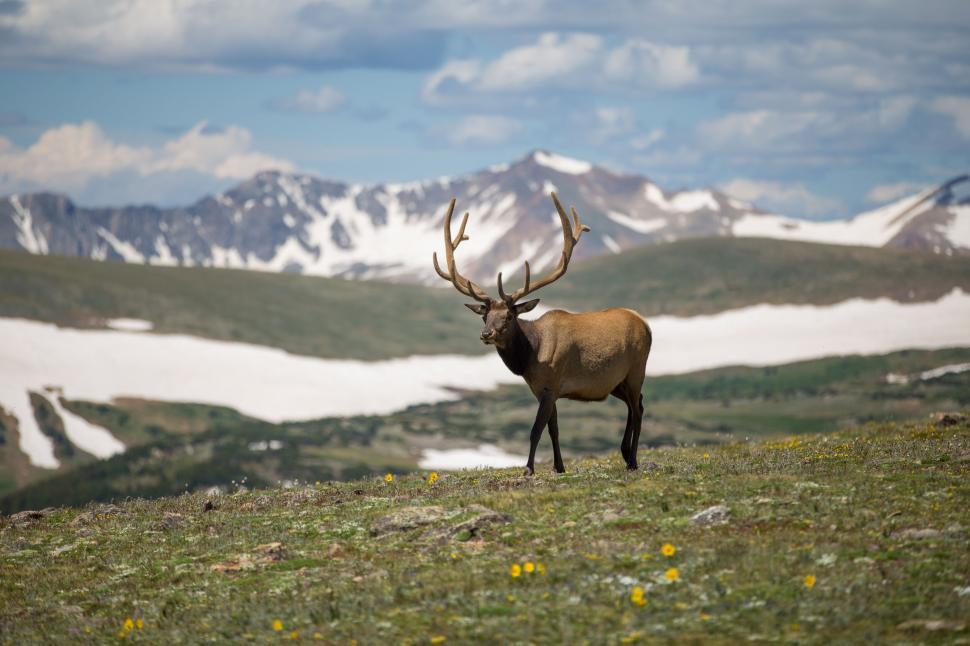 Free Image of Elk standing proudly in mountainous terrain 