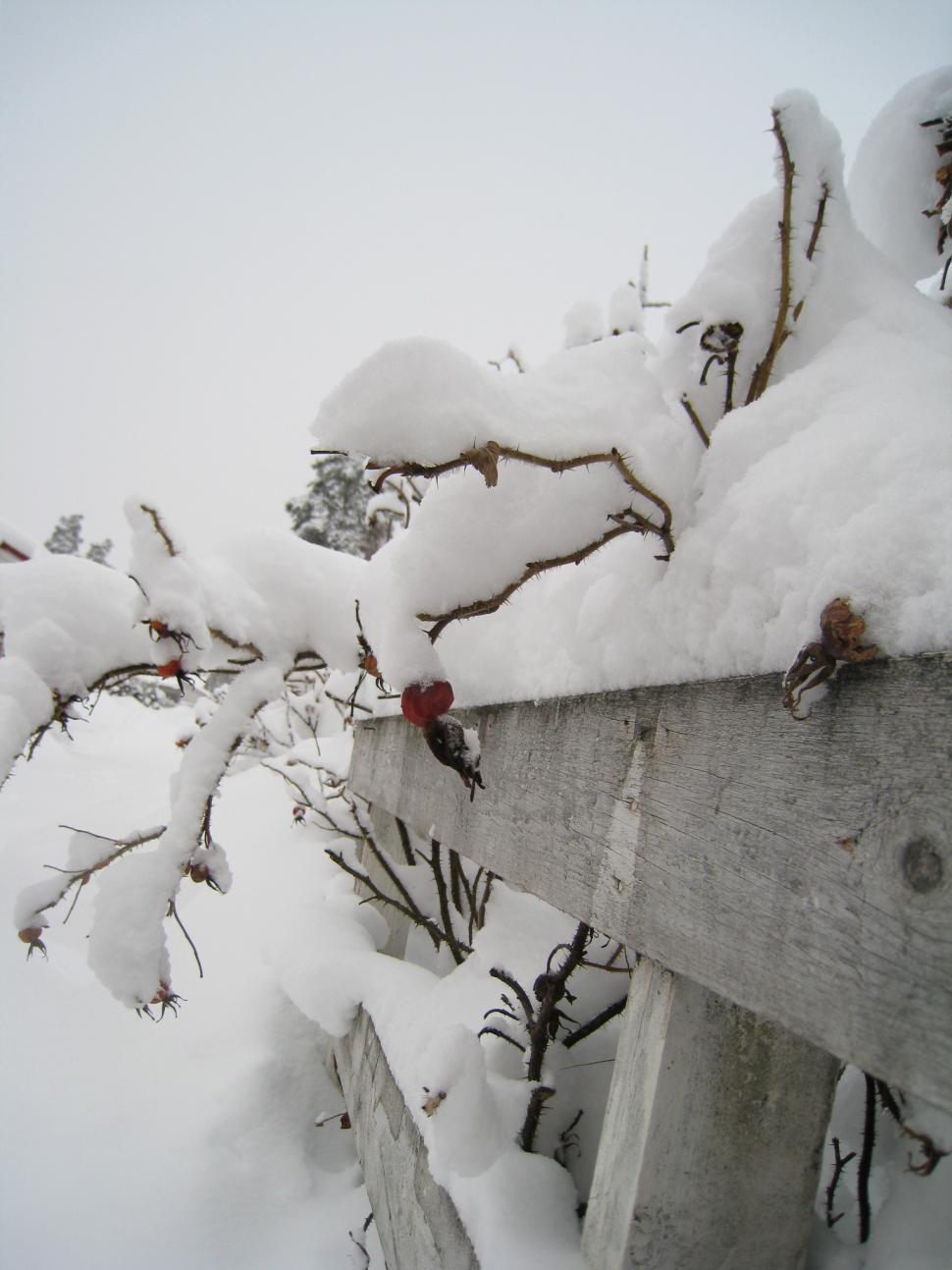 Free Image of Snow-Covered Wooden Bench Next to Tree 
